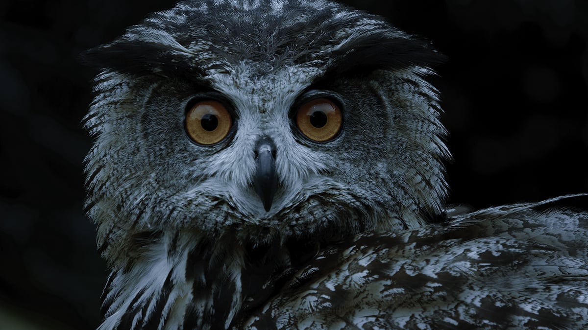 Ghost Killers_Eurasian Eagle Owl_02