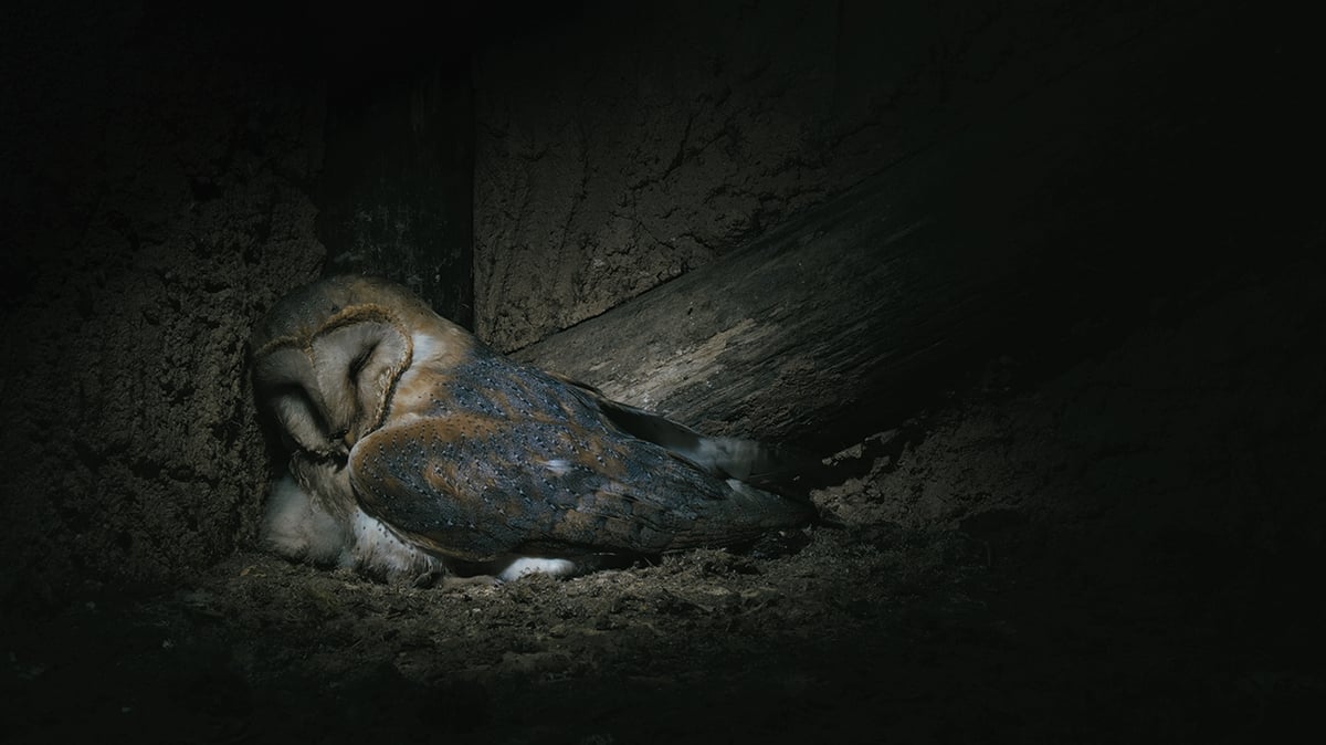 Ghost Killers_Sleeping Owl_04