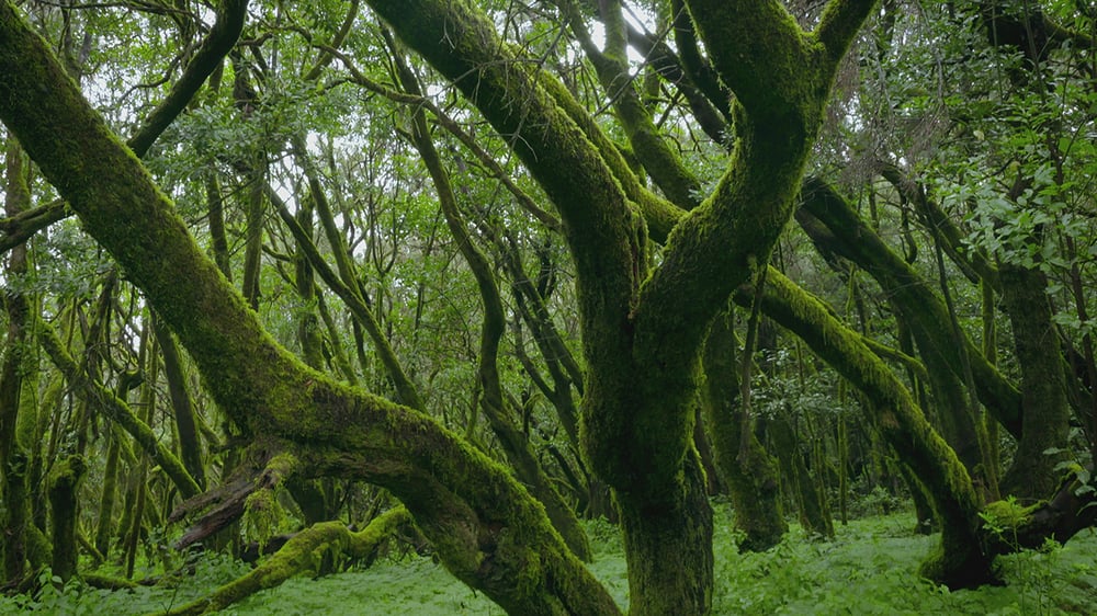 JUNGLES OF THE OCEAN