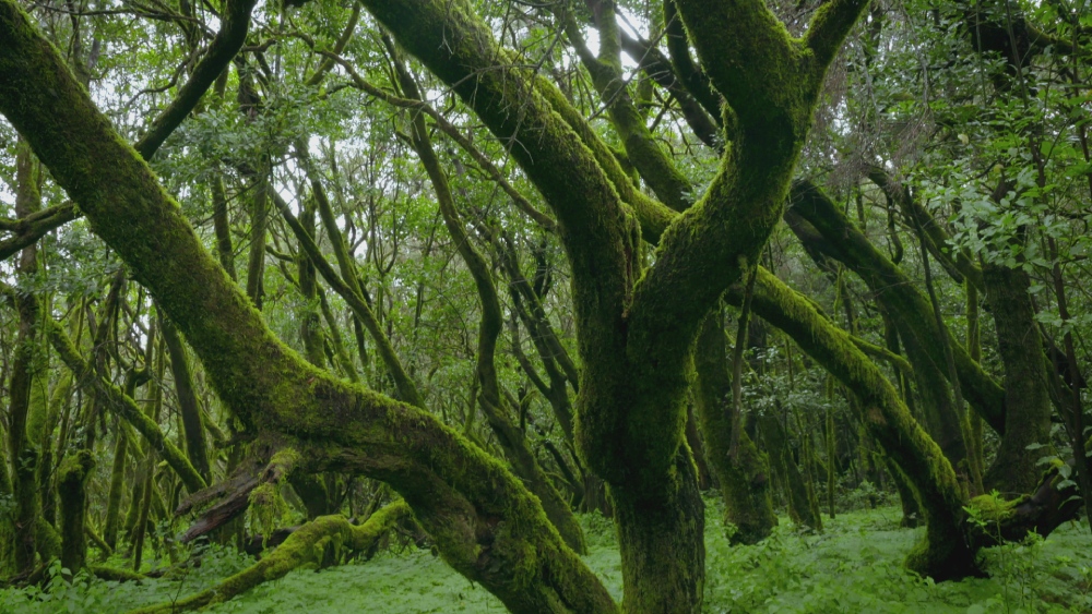 JUNGLES OF THE OCEAN