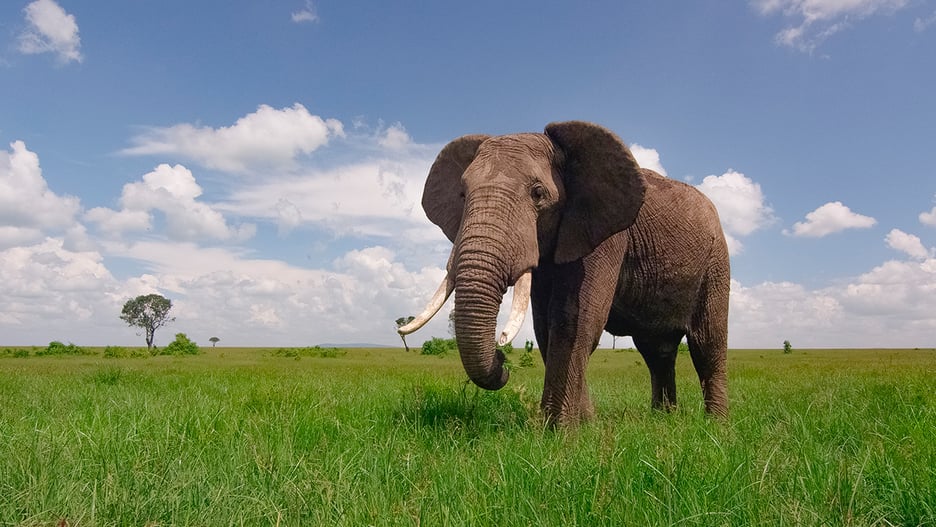 MASAI MARA_African elephant bull_©IntoTheWild Productions