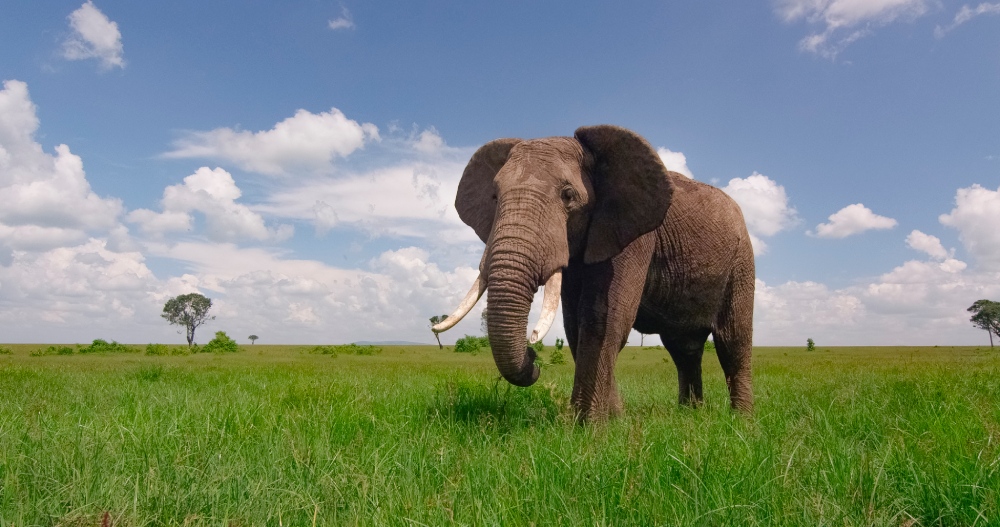 MASAI MARA_African elephant bull_©IntoTheWild Productions
