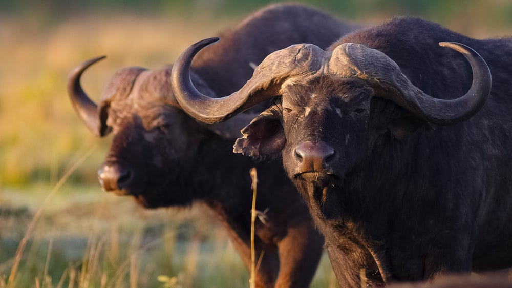MASAI MARA_BUFALO_©IntoTheWild Productions