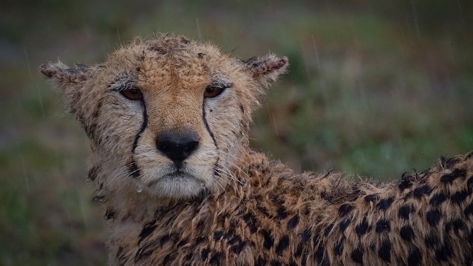 MASAI MARA_Cheetah under rain_©IntoTheWild Productions