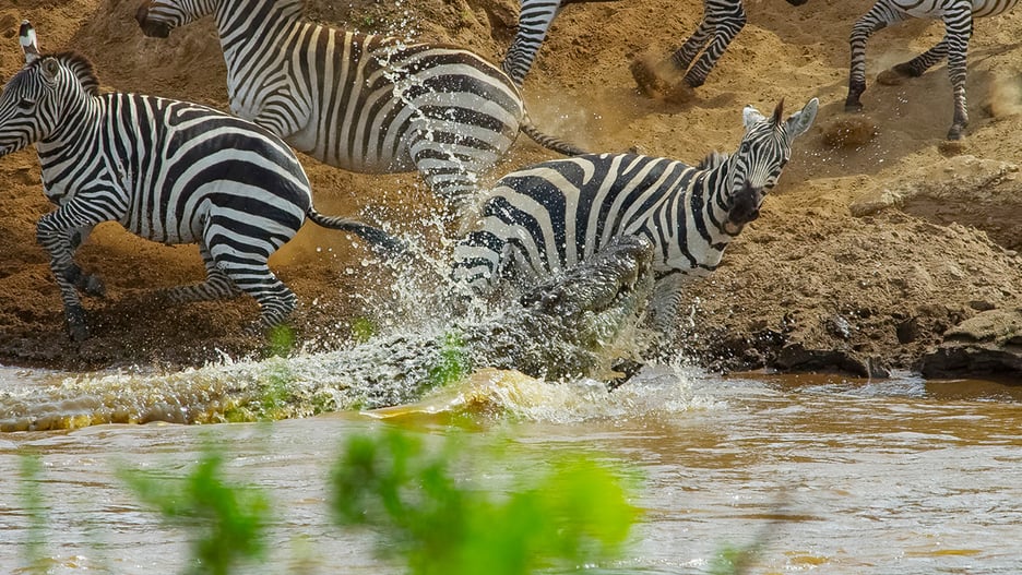 MASAI MARA_Crocodile attack zebra_©IntoTheWild Productions