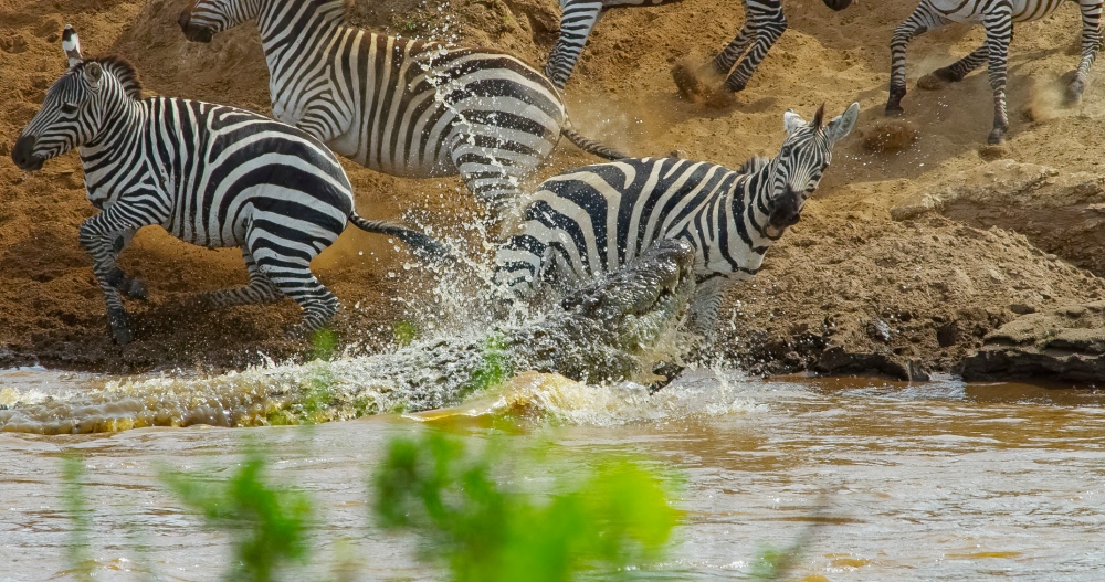 MASAI MARA_Crocodile attack zebra_©IntoTheWild Productions