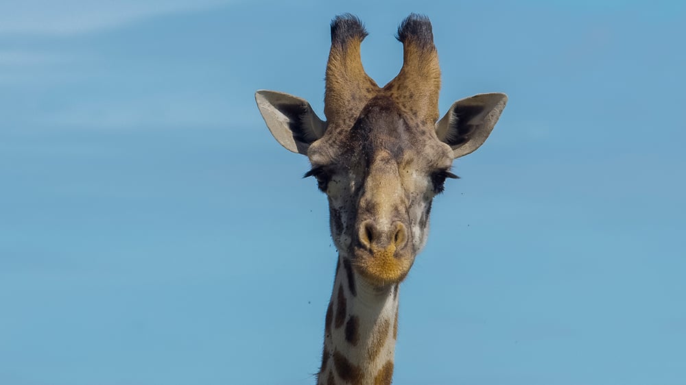 MASAI MARA_Giraffe_©IntoTheWild Productions