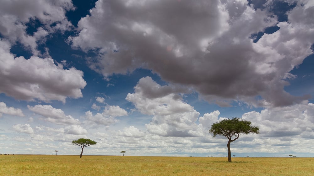 MASAI MARA_savanna landscape_2.168.1_©IntoTheWild Productions