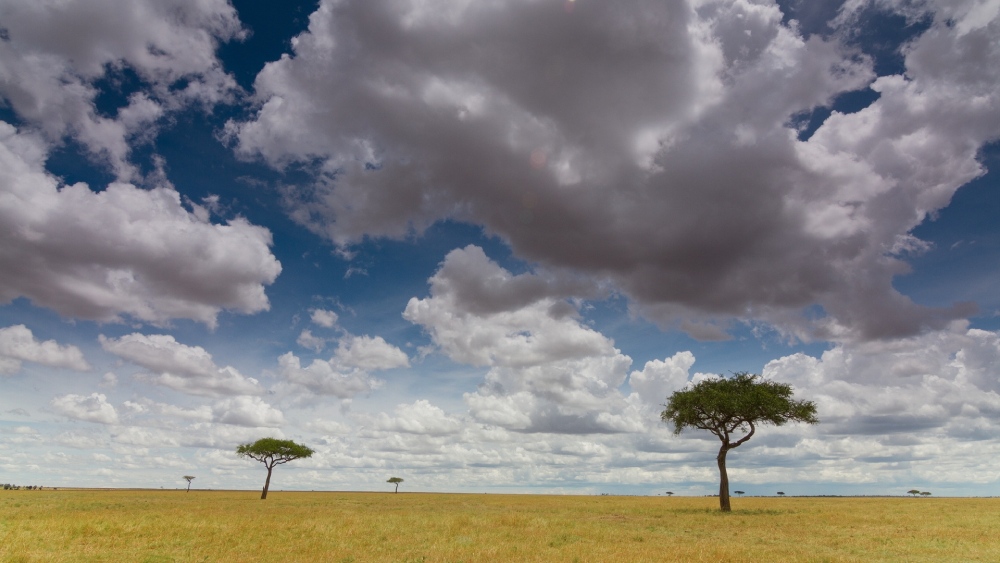 MASAI MARA_savanna landscape_2.168.1_©IntoTheWild Productions