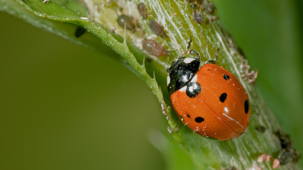 MICRO KILLERS_Ladybug_vs_Plantlouse_01