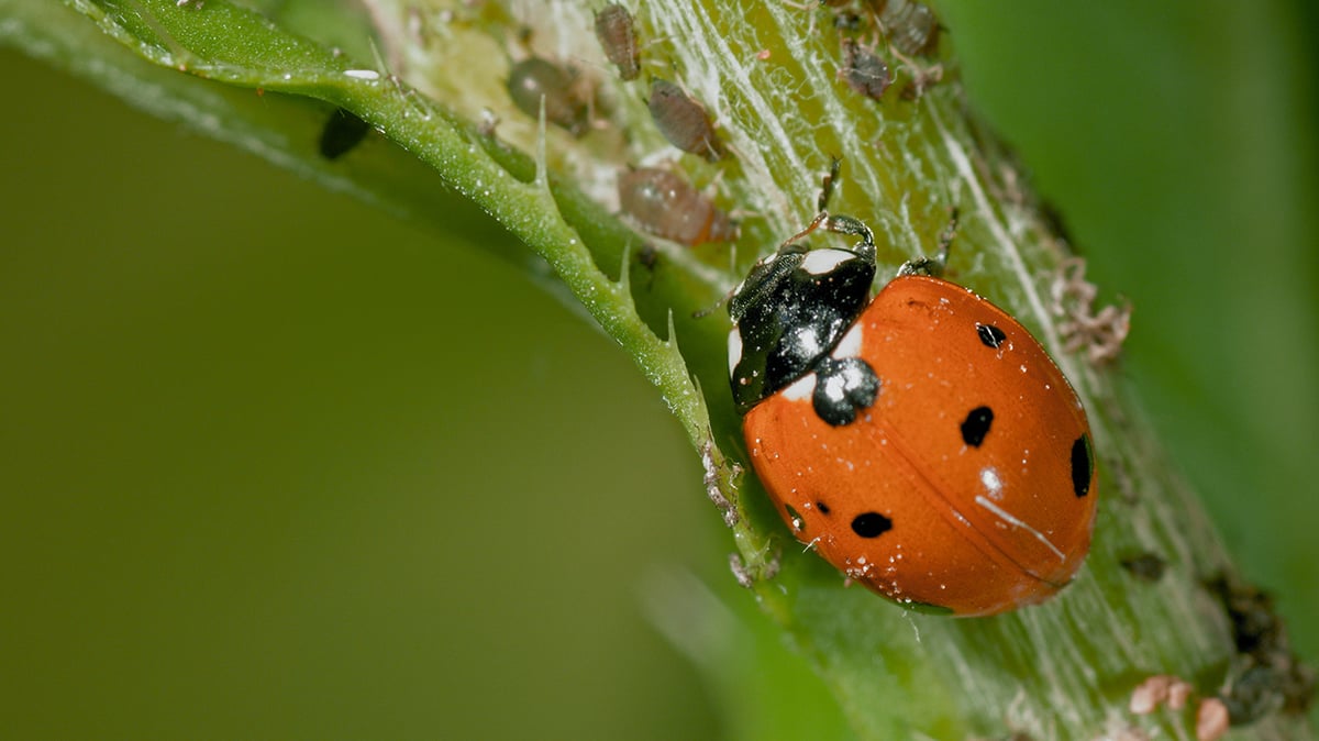 MICRO KILLERS_Ladybug_vs_Plantlouse_01