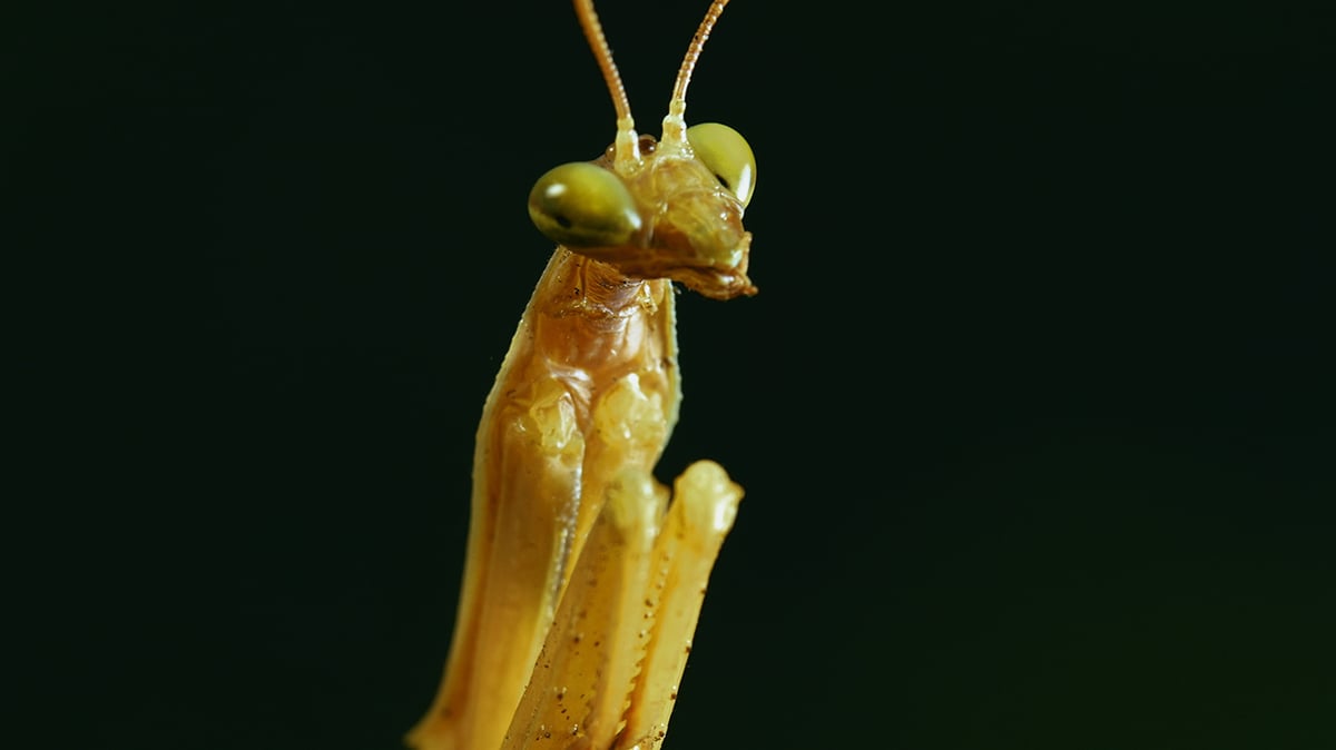 MICRO KILLERS_Mantis_01