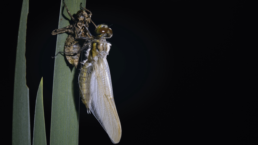 MICRO KILLERS_Newborn dragonfly