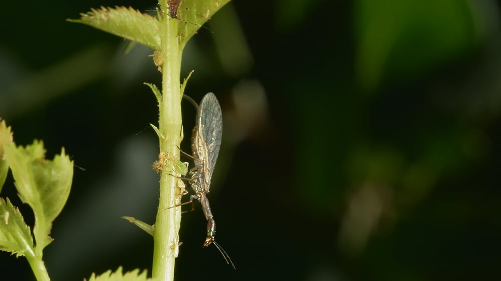 MICRO KILLERS_Snakefly