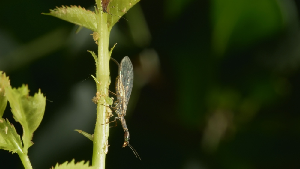 MICRO KILLERS_Snakefly