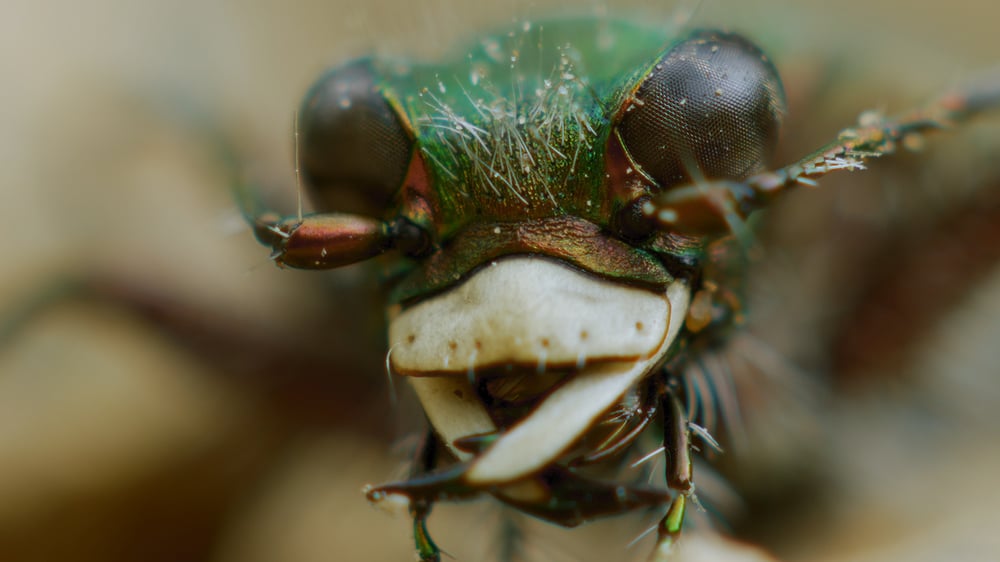 MICRO KILLERS_Tiger Beetle