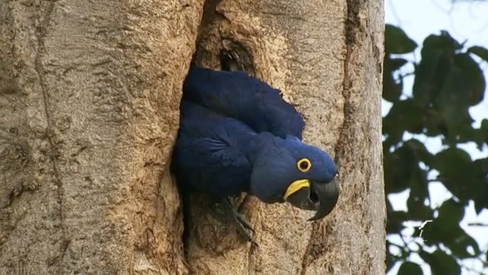 PANTANAL still 12