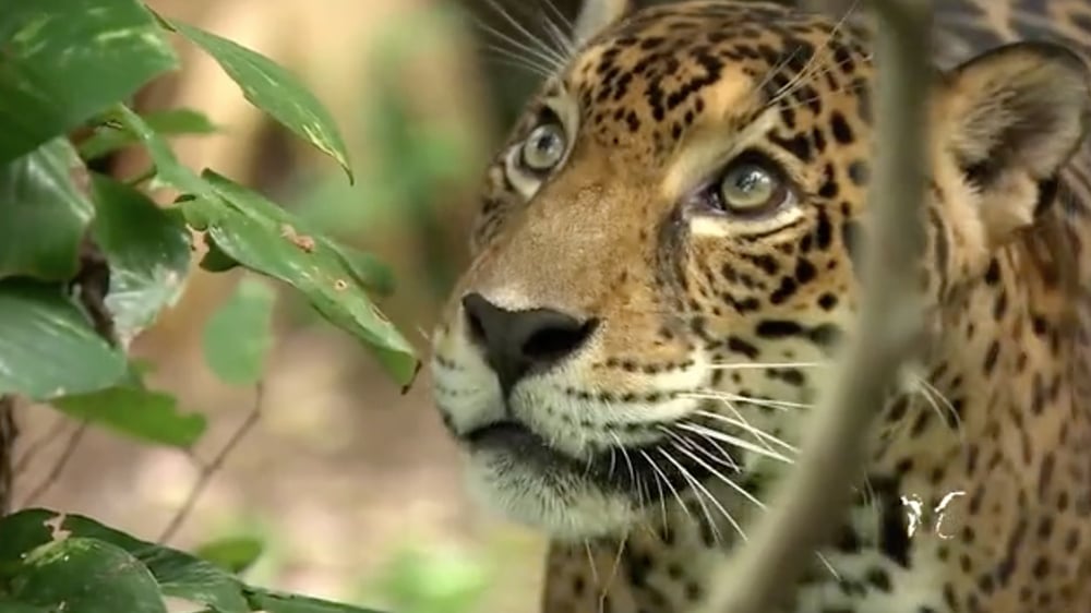 PANTANAL still 3