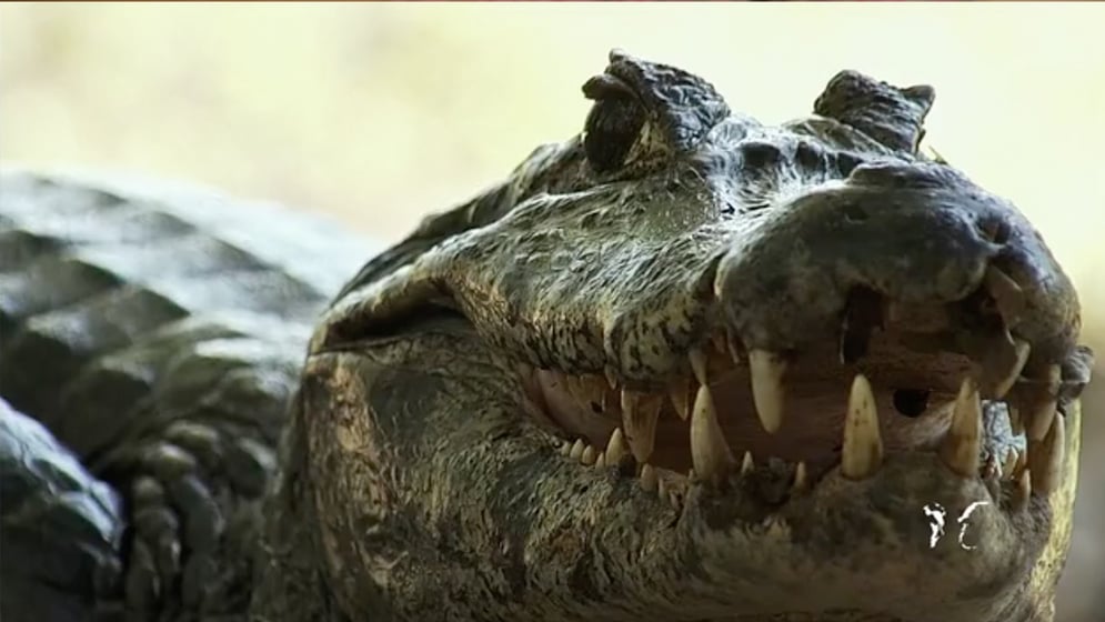 PANTANAL still 5