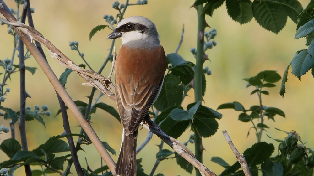 WH.12 SMALL HUNTERS. Shrike 2
