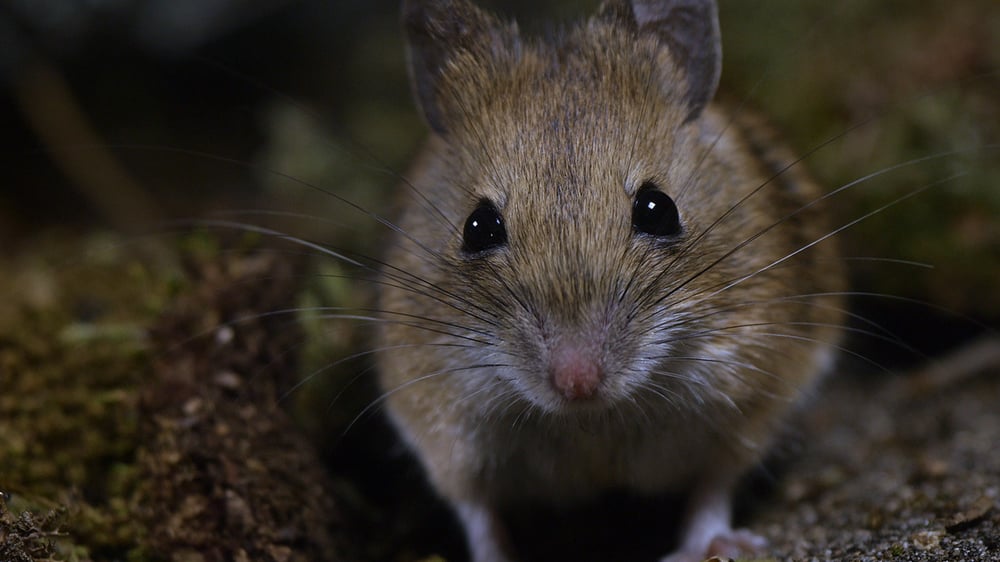 WH.12 SMALL HUNTERS. Wood Mouse