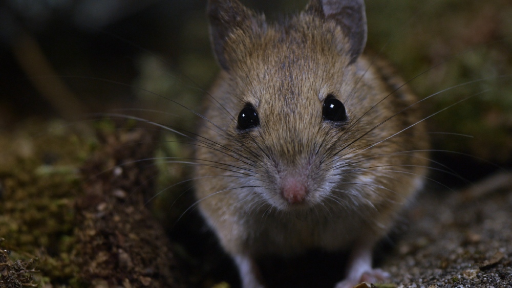 WH.12 SMALL HUNTERS. Wood Mouse