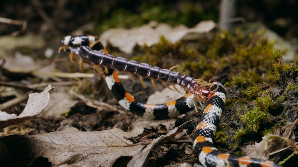WH.12 SMALL HUNTERS_ Black-banded Snake vs Scolopendra.