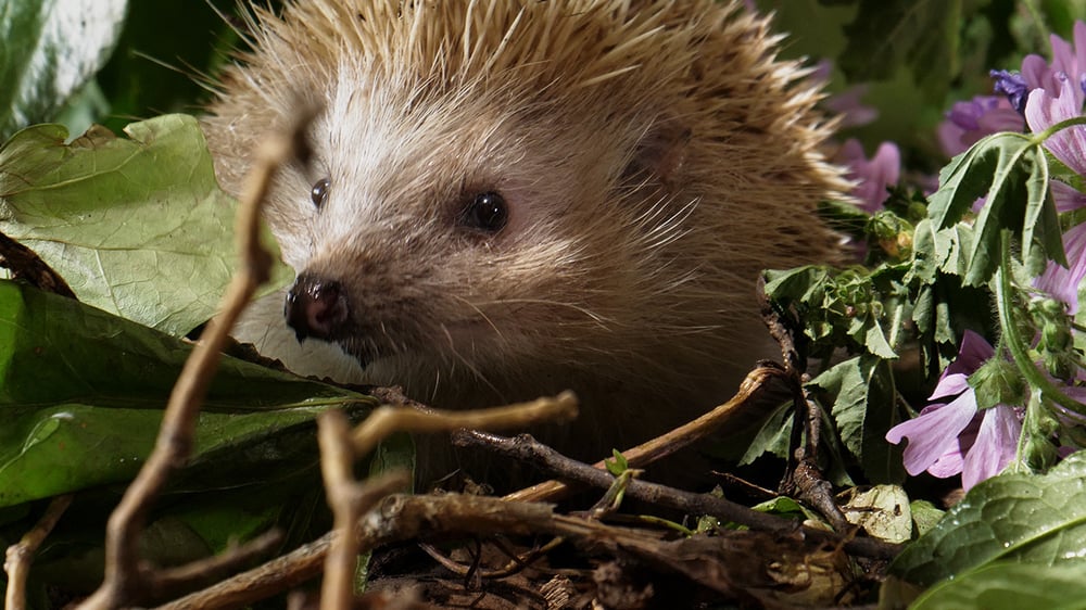 WH.12 SMALL HUNTERS_Hedgehog 2