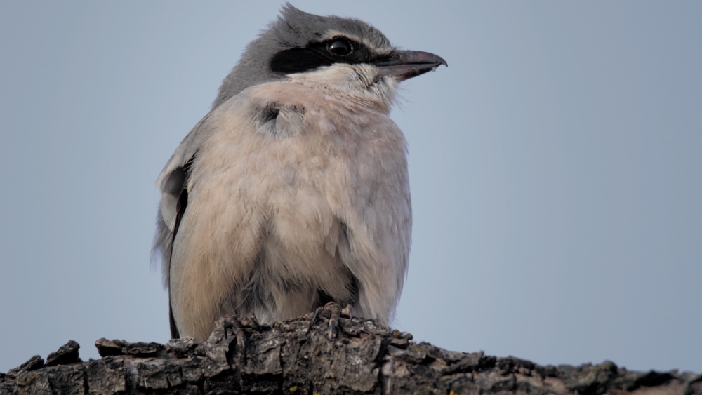 WH.12 SMALL HUNTERS_Shrike