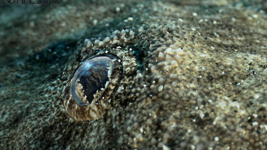 squatina7-AQ-LR